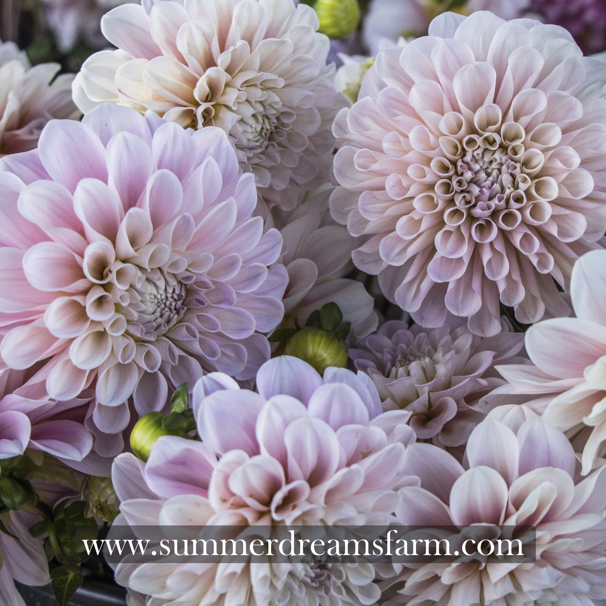 Dahlia - Sweet Nathalie — Dahlia | SummerDreamsFarm